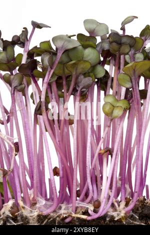 Nahaufnahme einer Reihe von Rotkohl-Sprossen Stockfoto