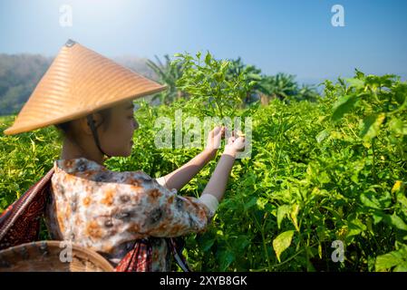 Ein indonesisches Bauernmädchen pflückt Chili auf einem Feld. Sie trägt einen Strohhut. Die Chili sind grün und gelb Stockfoto