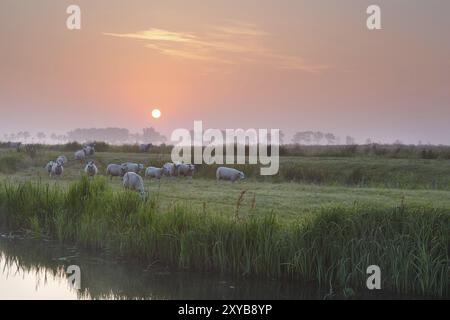 Schafe auf nebeliger Weide am Fluss bei Sonnenaufgang, Holland Stockfoto