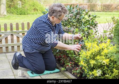 Ältere europäische Frau pflaumen Zweig der Pflanze im Garten Stockfoto