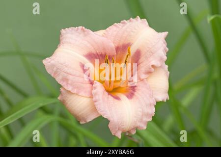 Day Lily 'Longfield's Glory', Hemerocallis Stockfoto