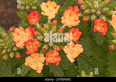 Verbena Sherbet „Pfirsiche und Creme“ Stockfoto