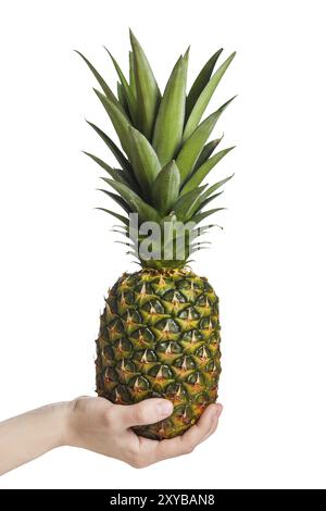 Menschliche Hand hält gesund essen Ananasfrucht Lebensmittel weiß isoliert Stockfoto