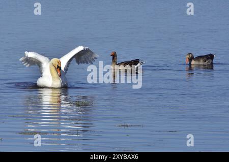 Stummer Schwan und Graugans während der Paarungszeit Stockfoto