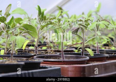 Tomatenpflanze im Glashaus, Tomatenpflanze im Glashaus Stockfoto