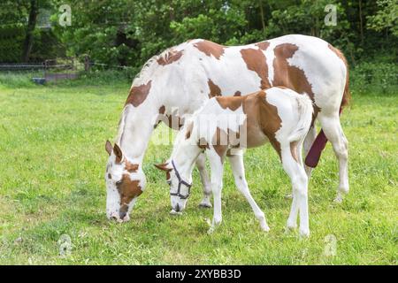 Mutter Stute mit Neugeborenen Fohlen in der Wiese Stockfoto