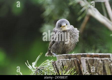 Junger Starling auf seinem ersten Ausflug. Starling, Europäischer Starling, Sturnus vulgaris Stockfoto