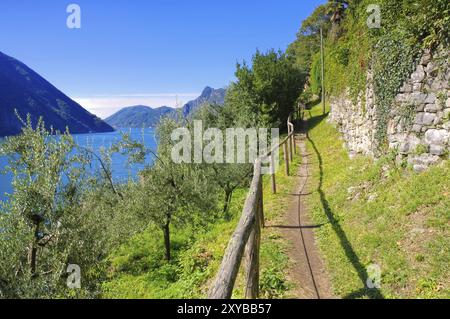 Gandria Olive Trail am Luganersee, Schweiz, Gandria Sentiero dell'olivo am Luganersee, Schweiz, Europa Stockfoto