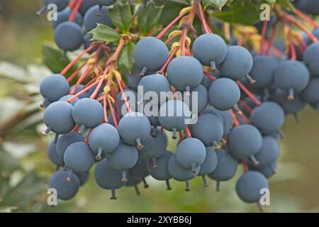 Berberis darwinii Beeren, Berberitze Stockfoto