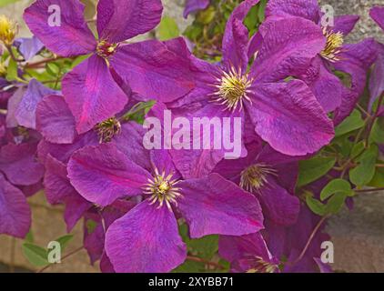 Clematis „Dorothy Walton“ Stockfoto