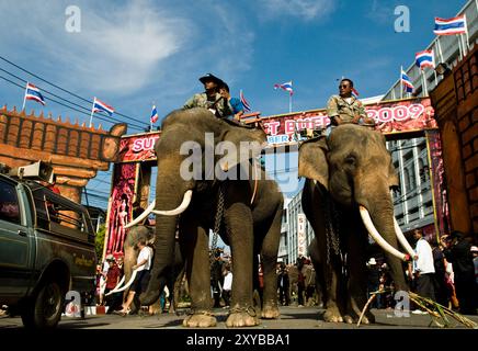 Elefanten marschieren durch die Straßen von Surin während der jährlichen Roundup genommen legen jedes Jahr im November. Stockfoto