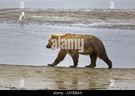 Grizzlybär am Ufer des Douglas River im Katmai National Park in Alaska Stockfoto