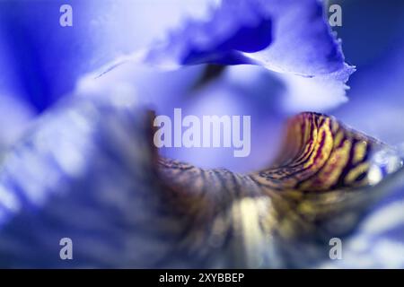 Abstrakter, unscharfer Hintergrund einer blühenden Iris sibirica, Makroaufnahme mit sehr geringer Schärfentiefe Stockfoto