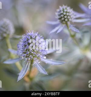 Kleines Manstroh (Eryngium planum) im Garten, quadratisch Stockfoto