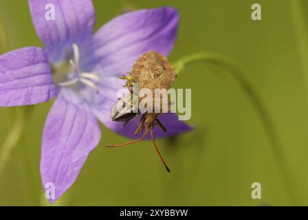 Dockwanze, Coreus amrginatus, Coreidae Stockfoto