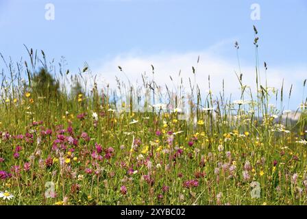 Wanderweg in den Alpen, Bergweide Stockfoto