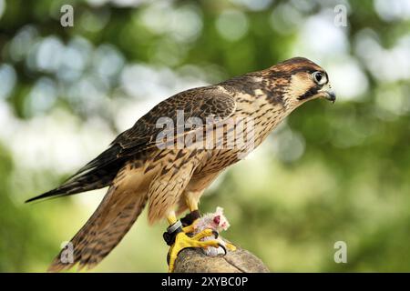 Saker Falcon auf einer Hand. Saker Falke auf der Hand eines Falkners Stockfoto