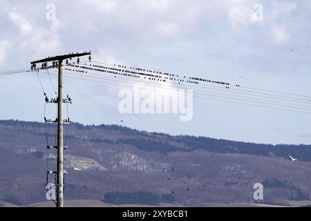 Starlinge auf einer Hochspannungsleitung Stockfoto