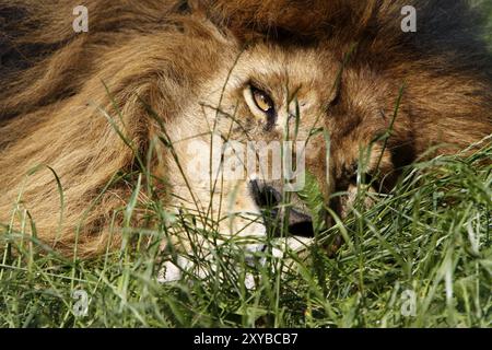 Müde lion Stockfoto