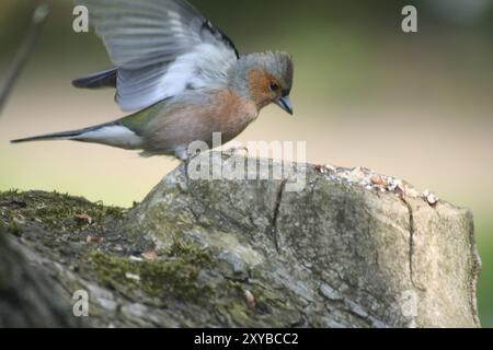 Männlicher Buchhalm landet auf einem Baumstumpf Stockfoto