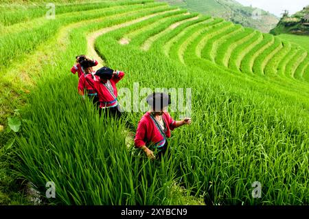 „Langhaar“ Yao-Frauen auf den Longsheng-Reisterrassen, auch Longji-Reisterrassen in Guangxi, China. Stockfoto