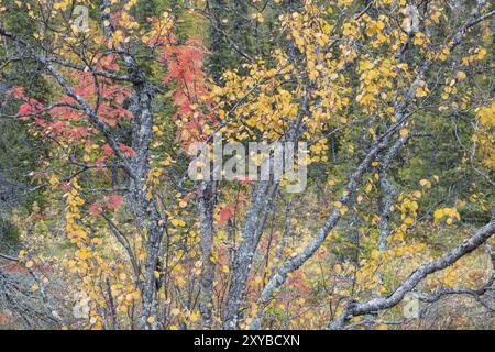 Herbstwald, Naturschutzgebiet Dundret, Gaellivare, Norrbotten, Lappland, Schweden, September 2017, Europa Stockfoto