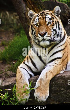 Sibirische Tiger, Amurtiger, die größten und stärksten Großkatzen der Welt, Lebensraum von Ostrussland, Nordkorea und China Stockfoto