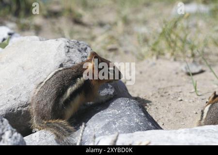 Goldener Gopher Stockfoto