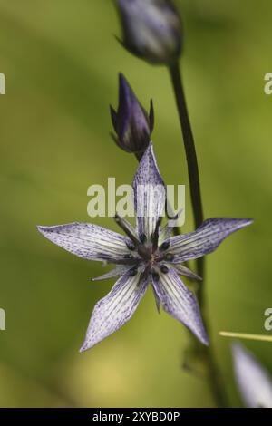 Tarantel, blauer Sumpfstern, Moorenzian, Swertia perennis Stockfoto