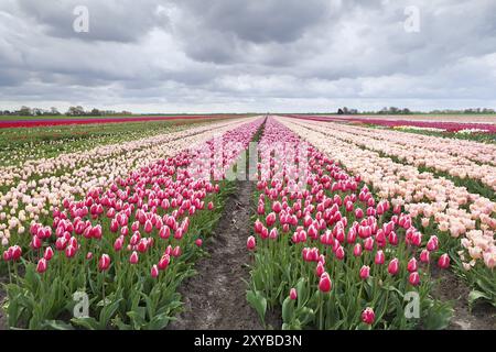 Niederländische farbenfrohe Tulpenfelder im Frühjahr Stockfoto