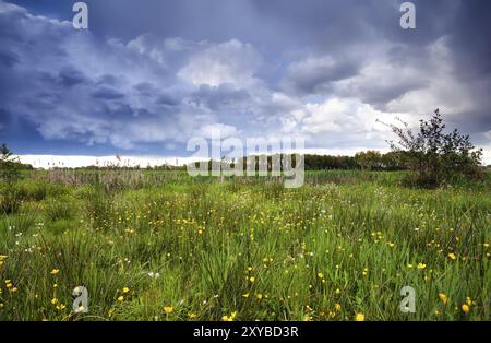 Gelb blühende Wiese vor Sturm, Drenthe Stockfoto