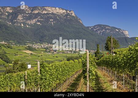 Weinbau am Kalterer See, Südtirol Stockfoto