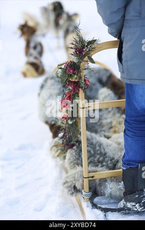 Schlittenfahren mit Huskyhunden. Nördlicher Polarkreis. Lappland Stockfoto