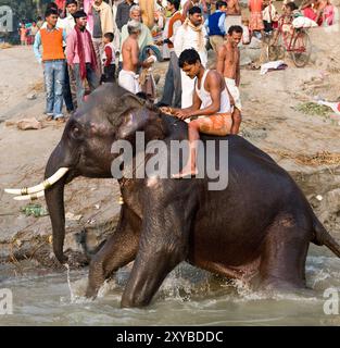 Elefanten, die während der Sonepur Mela in Bihar, Indien, im Fluss Gandak baden. Stockfoto