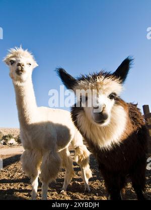 Lustige Alpakas, Check-out die Kamera in das Alpaka farm in Mitzpe Ramon, Israel. Stockfoto