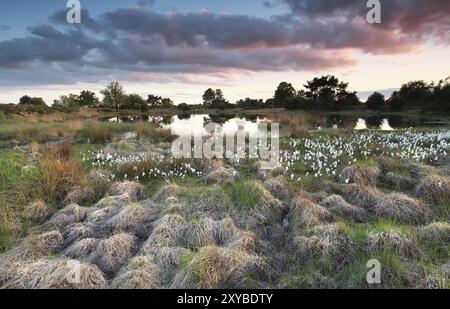 Sonnenuntergang im Frühling auf dem Sumpf, Kampina, Niederlande Stockfoto