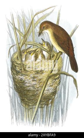 1898 Farbvogelstich des gewöhnlichen Schilfkrautbauers (Acrocephalus scirpaceus) mit Nest und Jungküken. Stockfoto