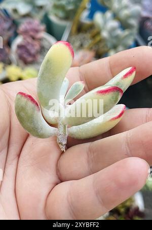 Stiel der Cotyledon orbiculata variegated Sukkulenten Pflanze in der weiblichen Hand Stockfoto