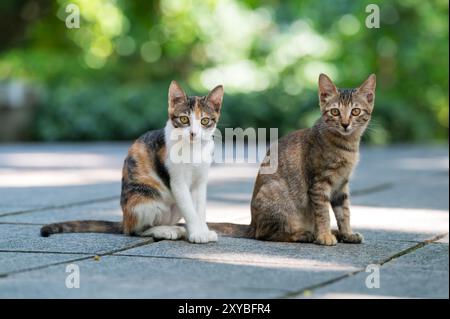 Draußen sitzen zwei Kätzchen zusammen auf dem Boden Stockfoto