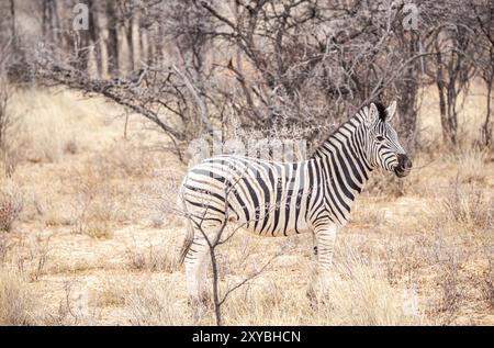 Zebra wurde im Khama Rhino Sanctuary in Botswana im Winter in Afrika gesichtet Stockfoto