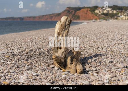 Baumstamm am Strand in Budleigh Salterton, mit Otter Cove und Littleham Cove Im verschwommenen Hintergrund, Jurassic Coast, Devon, Großbritannien Stockfoto