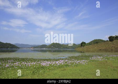 Idyllische Landschaft in der Nähe von Pokhara, Nepal. Wasserhyazinthen wachsen am Ufer des Begnas Sees Stockfoto