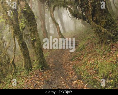 Pfad führt durch einen Rhododendronwald bei Ghandruk, Nepal, Asien Stockfoto