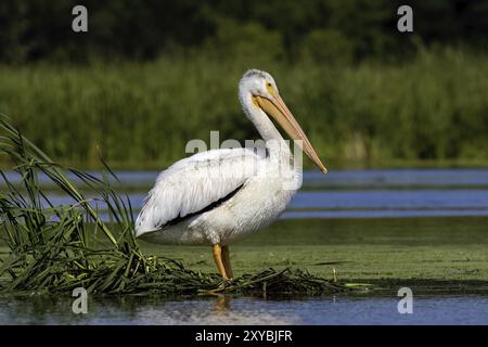 Weißer amerikanischer Pelikan (Pelecanus erythrorhynchos), der nach der Jagd auf Sumpfgebieten im Naturgebiet Wisconsin ruht Stockfoto