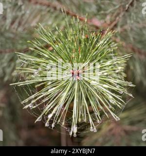 Blick von oben auf einen jungen Tannenbaum mit Tautropfen und verschwommenem Hintergrund Stockfoto