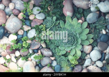 Von oben schöner natürlicher Hintergrund mit dekorativen grünen saftigen Pflanzen und verschiedenen Steinen Stockfoto