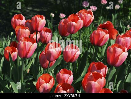 Nahaufnahme des wunderschönen Tulpenhintergrunds Stockfoto