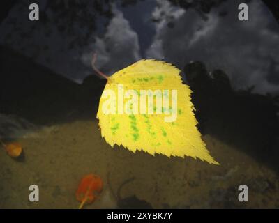 Herbstblatt einer Birke, die im Wasser schwimmt Stockfoto