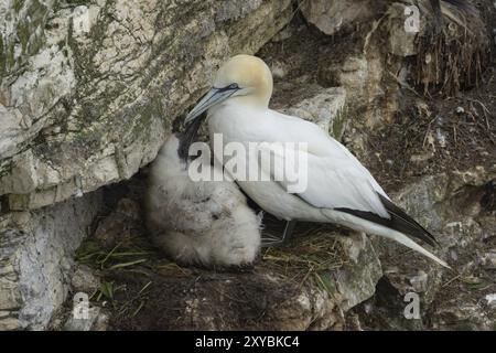 Nördlicher Tölpel (Morus bassanus), Erwachsener Vogel auf einem Nest mit einem jungen Küken auf einer Klippe, Yorkshire, England, Vereinigtes Königreich, Europa Stockfoto