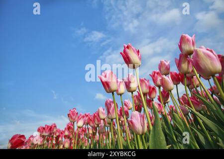 Viele pinkfarbene Tulpen über blauem Himmel, Holland Stockfoto